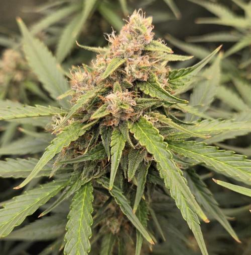 Five Plants One Goal. Week 8