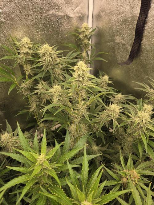 Five Plants One Goal. Week 8