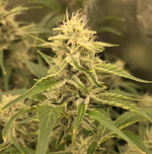 Five Plants One Goal. Week 8