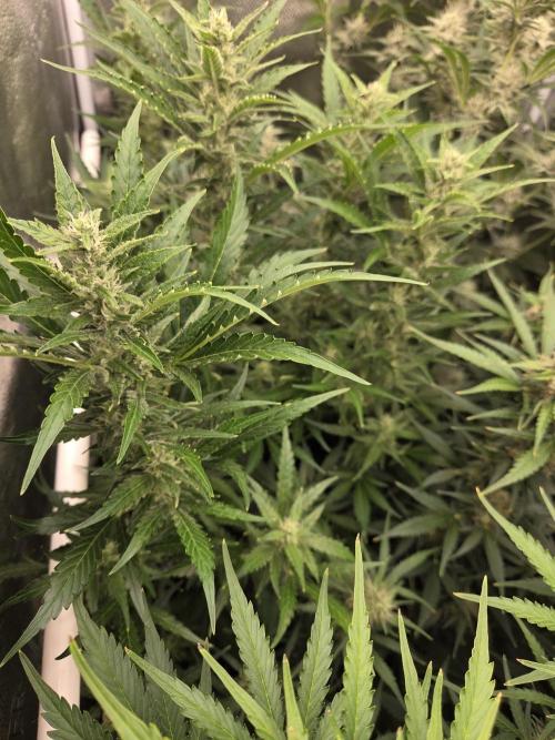 Five Plants One Goal. Week 8