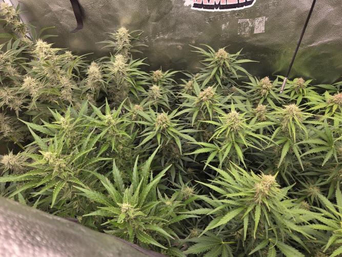 Five Plants One Goal. Week 8