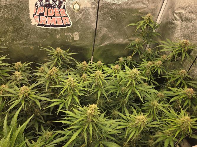 Five Plants One Goal. Week 8