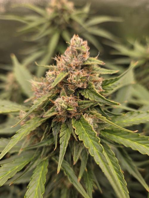 Five Plants One Goal. Week 9