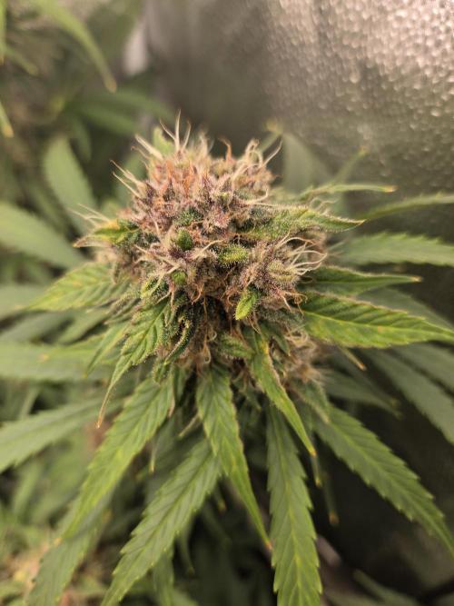 Five Plants One Goal. Week 9