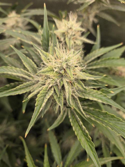 Five Plants One Goal. Week 9