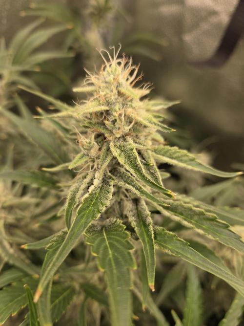 Five Plants One Goal. Week 9