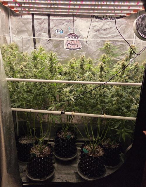 Five Plants One Goal. Week 9