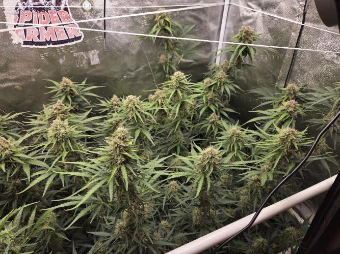 Five Plants One Goal. Week 9