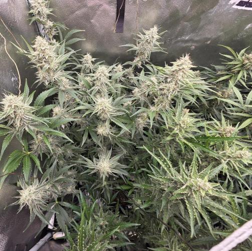 Five Plants One Goal. Week 9