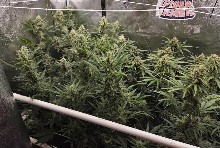 Five Plants One Goal. Week 9