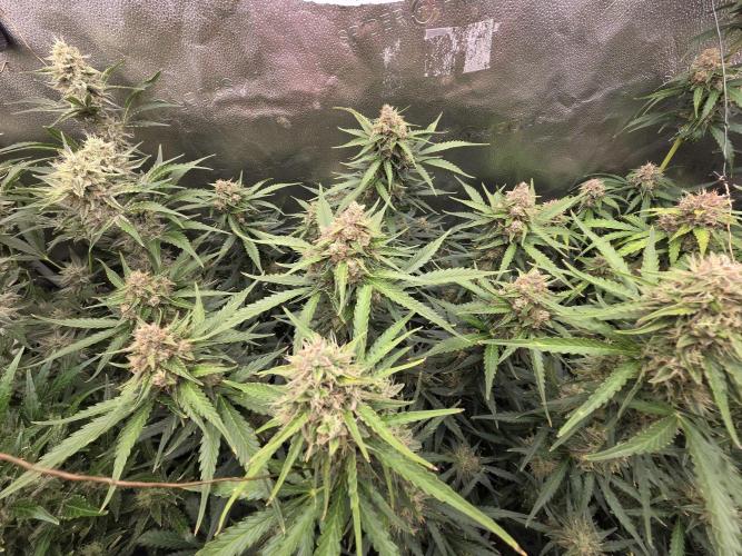 Five Plants One Goal. Week 9