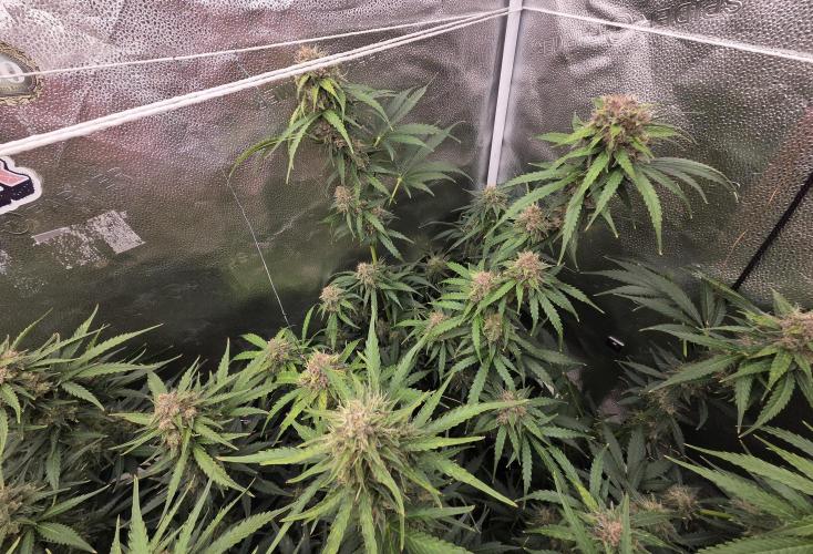 Five Plants One Goal. Week 9