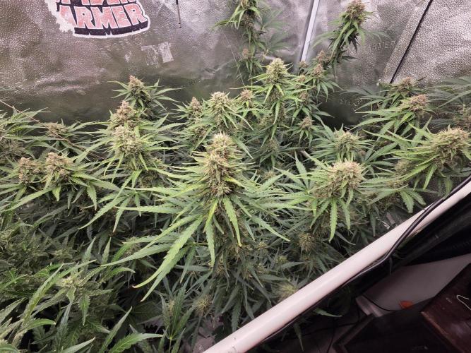 Five Plants One Goal. Week 9