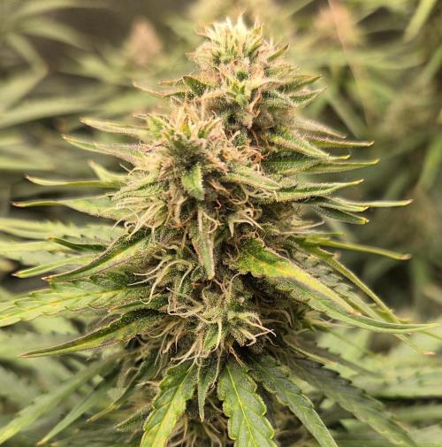 Five Plants One Goal. Week 9