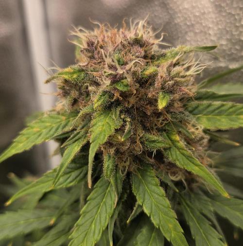 Five Plants One Goal. Week 9