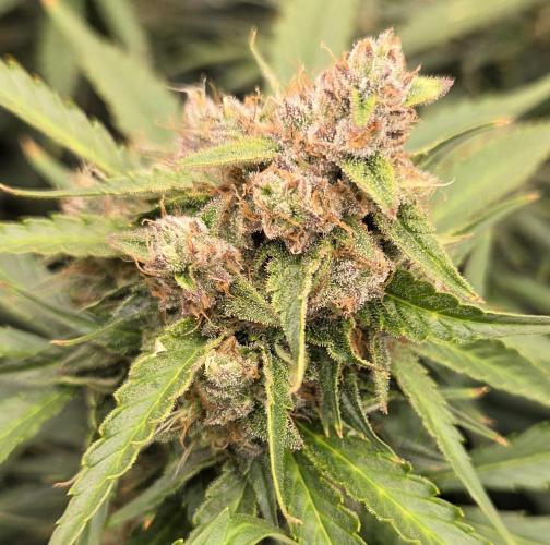 Five Plants One Goal. Week 9