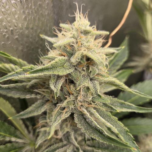 Five Plants One Goal. Week 9