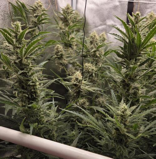 Five Plants One Goal. Week 9