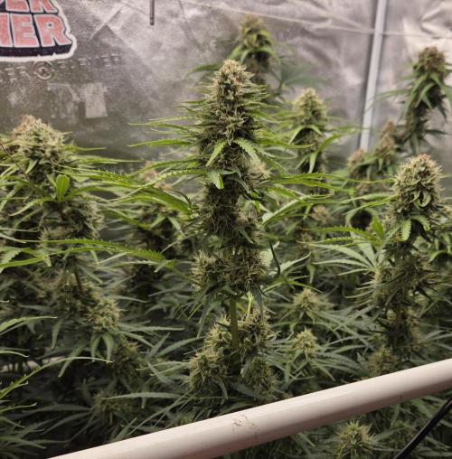 Five Plants One Goal. Week 9