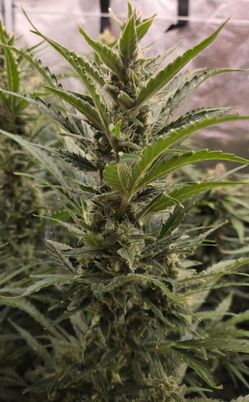 Five Plants One Goal. Week 9