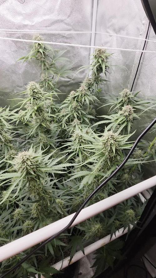 Five Plants One Goal