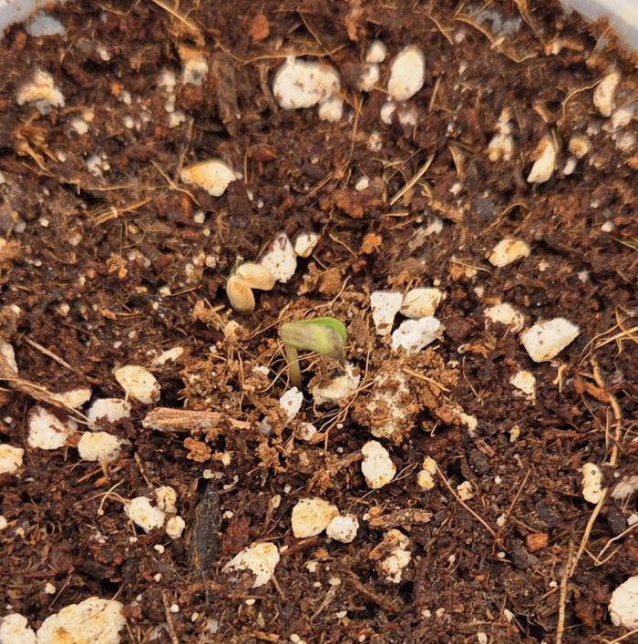 Peyote Zkittlez. Week 0