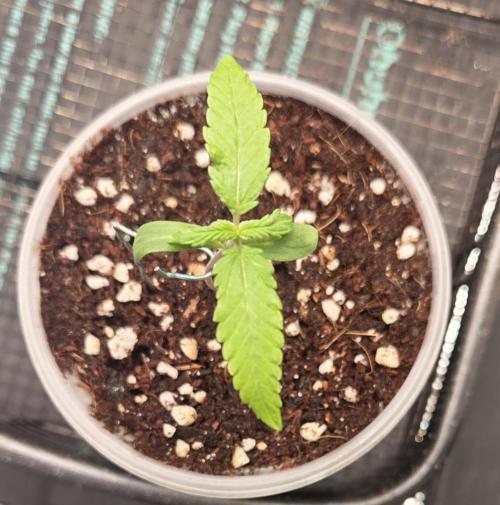 Peyote Zkittlez. Week 1