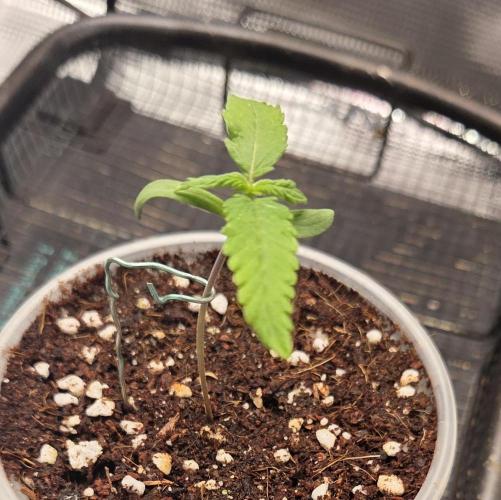 Peyote Zkittlez. Week 1