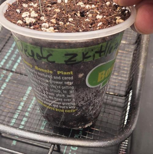 Peyote Zkittlez. Week 1