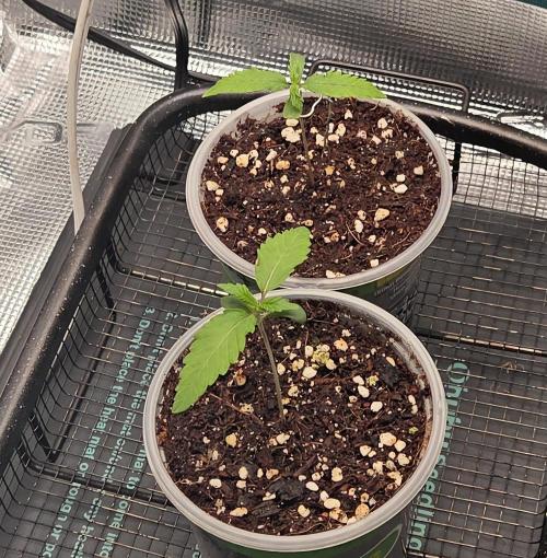 Peyote Zkittlez. Week 1