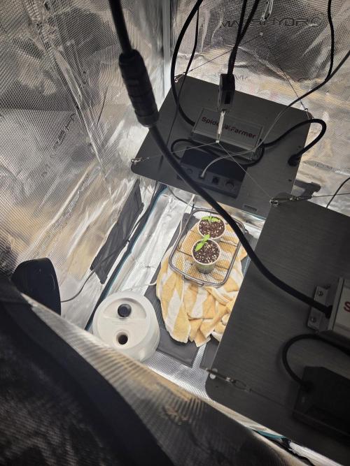 Peyote Zkittlez. Week 1