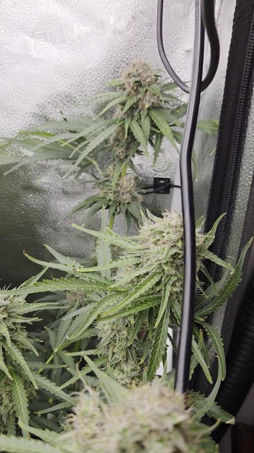 Five Plants One Goal