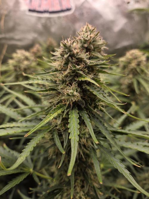 Five Plants One Goal. Week 10