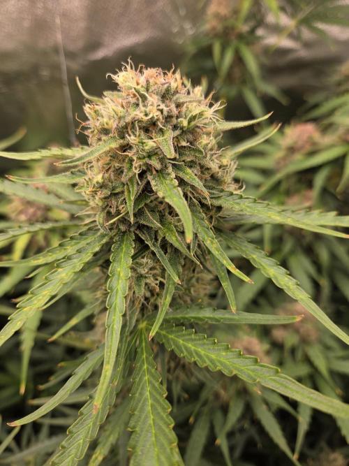 Five Plants One Goal. Week 10