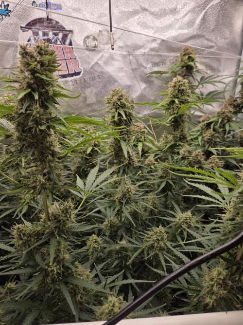 Five Plants One Goal. Week 10