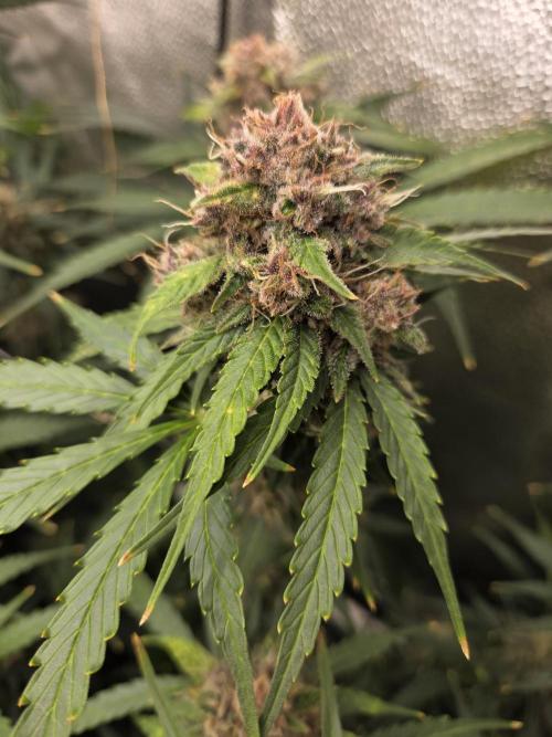 Five Plants One Goal. Week 10