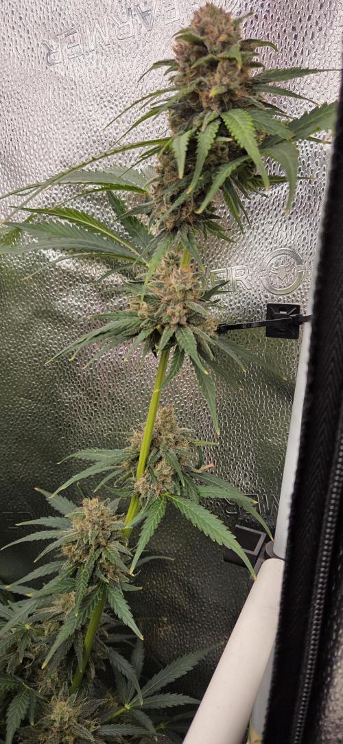 Five Plants One Goal. Week 10