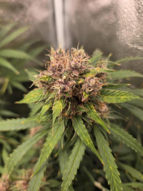 Five Plants One Goal. Week 10