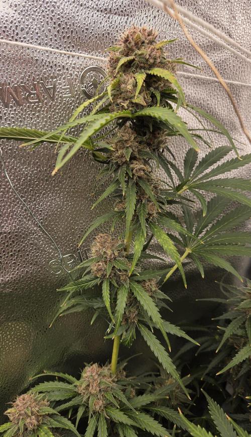 Five Plants One Goal. Week 10