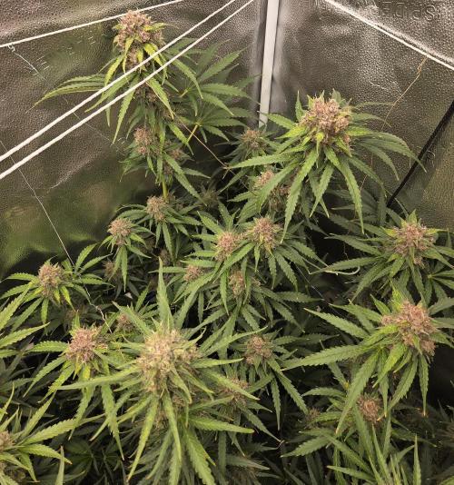 Five Plants One Goal. Week 10