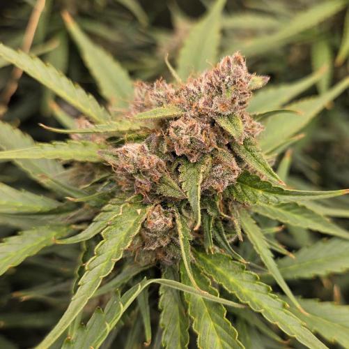 Five Plants One Goal. Week 10