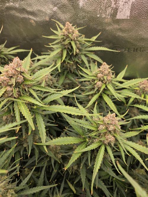 Five Plants One Goal. Week 10