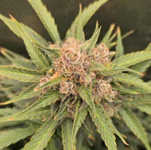 Five Plants One Goal. Week 10