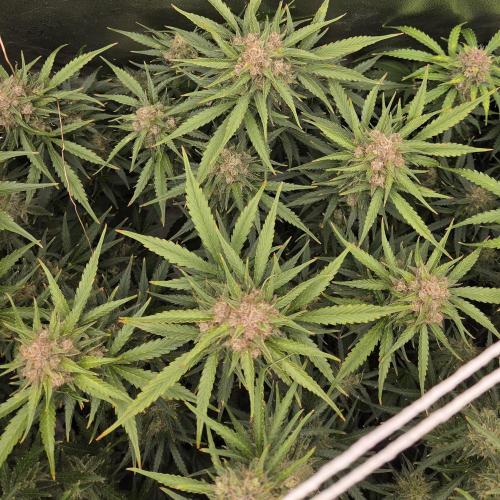 Five Plants One Goal. Week 10