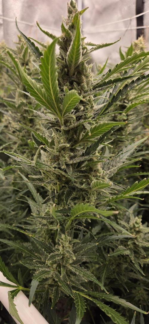 Five Plants One Goal. Week 10