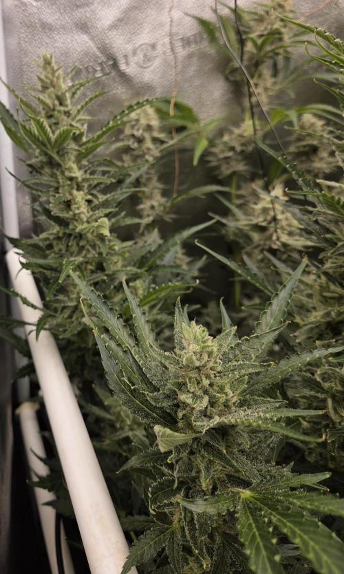 Five Plants One Goal. Week 10