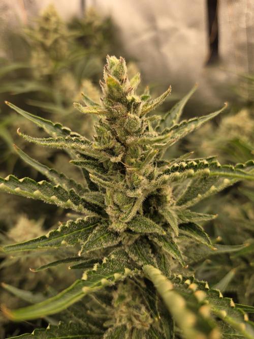 Five Plants One Goal. Week 10