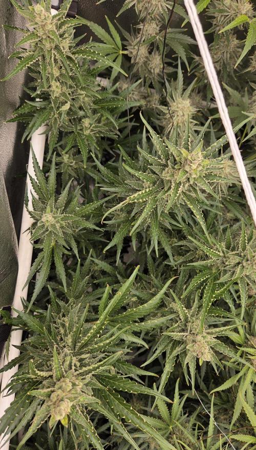 Five Plants One Goal. Week 10