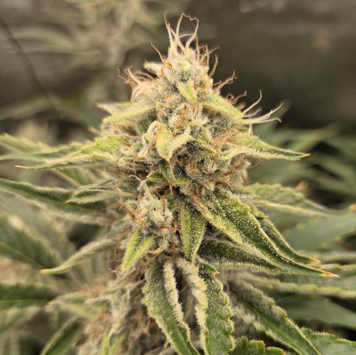 Five Plants One Goal. Week 10