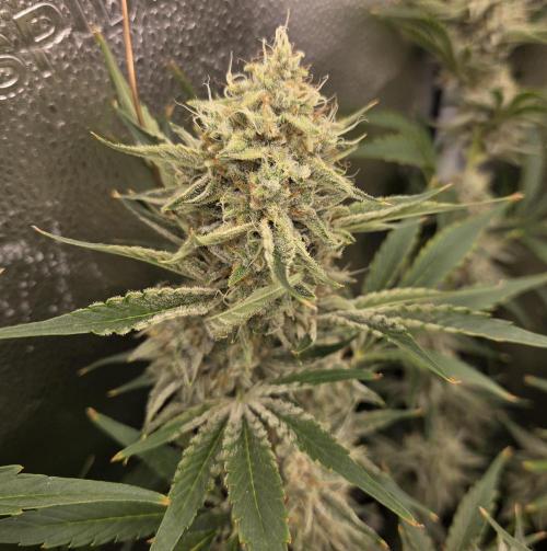 Five Plants One Goal. Week 10